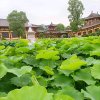深谷幽兰的头像