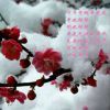 傲风雪的头像