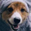Lzozvxe的头像