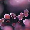 温馨家园的头像