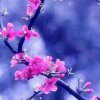 A知足常乐的头像
