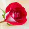 玫瑰的头像