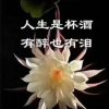孤雁的头像