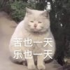鸡翅yo的头像