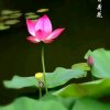吉样莲的头像