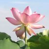 芝芝乐的头像
