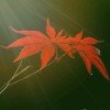 枫叶秋魂的头像