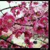腊梅花的头像