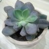 郁金香的头像
