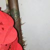 珍惜的头像