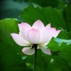 希望的头像