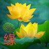 随缘的头像