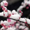 傲雪红梅的头像