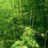 青竹的头像