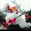 傲雪寒梅的头像