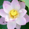 ゛.緗薆ㄚi泩之和谐号的头像