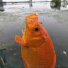 秋风的头像