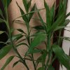 幸幸正元家族的头像