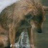 厚爱无需多言的头像