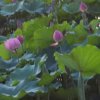 芳芳的头像