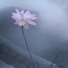 君子兰(只收花)的头像