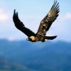 翱翔的雄鹰的头像