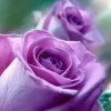 紫玫瑰的头像
