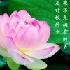 素洁莲花的头像