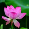 第五个季节(退出)的头像