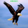 猎鹰的头像