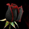 黑玫瑰的头像