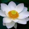 水无声的头像