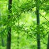 福星的头像