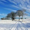 踏雪高歌的头像