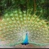孔雀正南飞的头像
