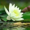 无语的头像