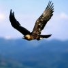 雄鹰展翅的头像