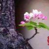 骆驼的头像
