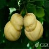 香水百合暂离的头像