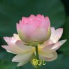 敏儿的头像