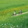 绿叶飘飘的头像