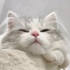 跑调的ꦿ猫的头像