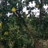 现实好无奈的头像
