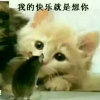 昊园的头像