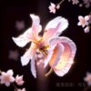 志存高远的头像