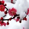 qiong的头像
