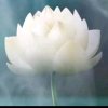 春芝堂专卖店的头像