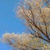 金创传媒无忧的头像