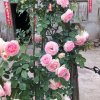 我心依旧的头像