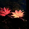 一片红枫叶的头像